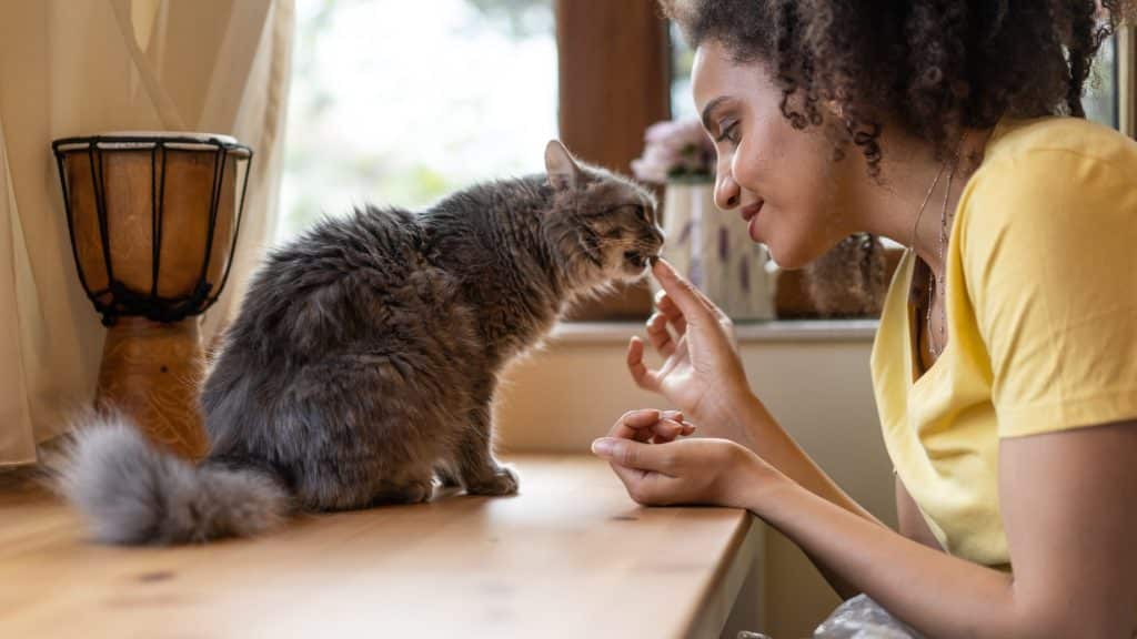 Eine Haustierbesitzerin füttert langsam ihre pupsende Katze