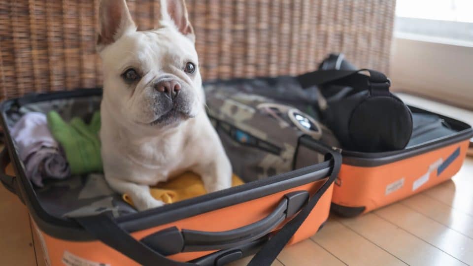 Dog sitting in suitcase