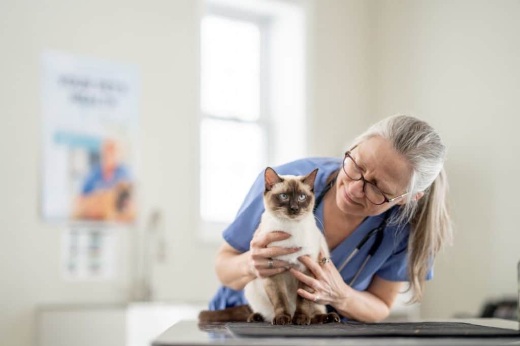 A vet examining a panting Himalayan cat
