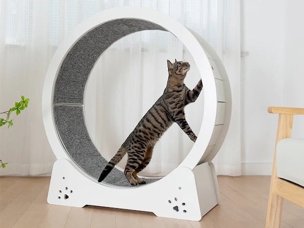 Cat runs on Paws and Fish Cat Wheel in white