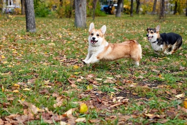 Pembroke Welsh Corgi on a walk