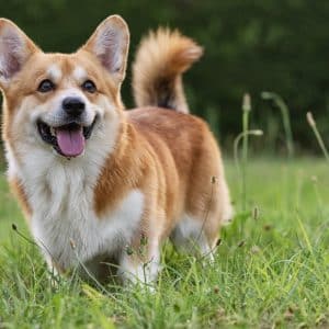 A Pembroke Welsh Corgi puppy