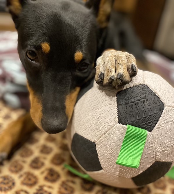 Dog sits with paw on soccer ball