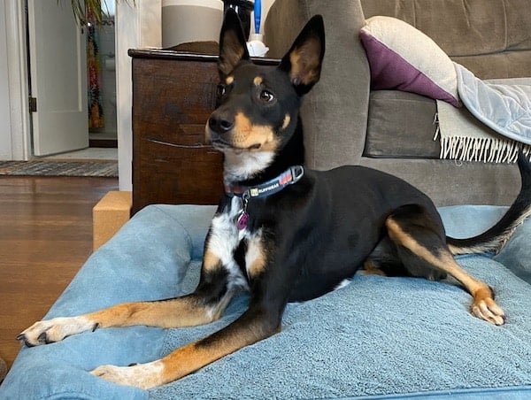 Dog lays on bed, looking alert