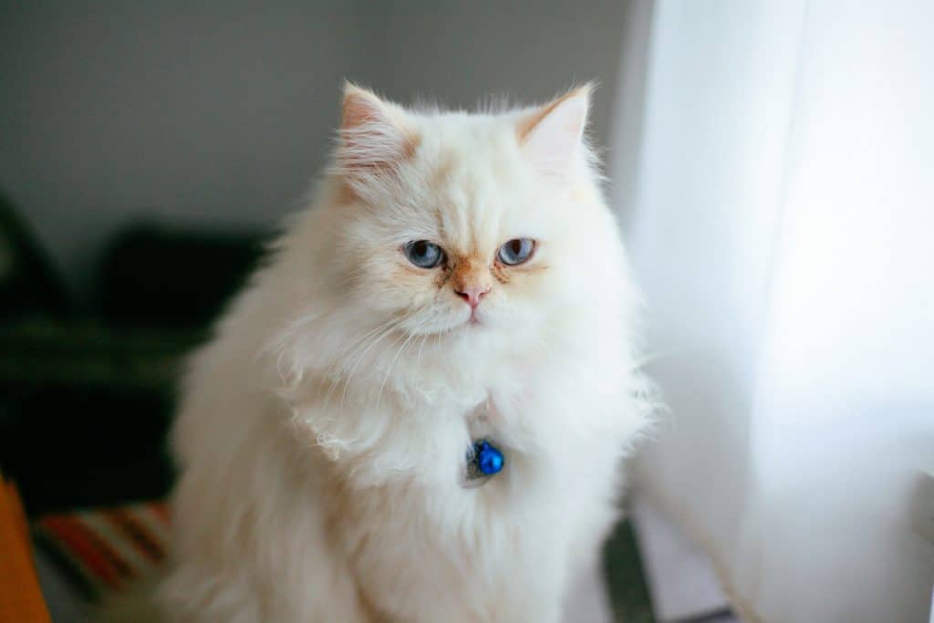White Persian cat sitting by window