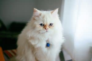 White Persian cat sitting by window