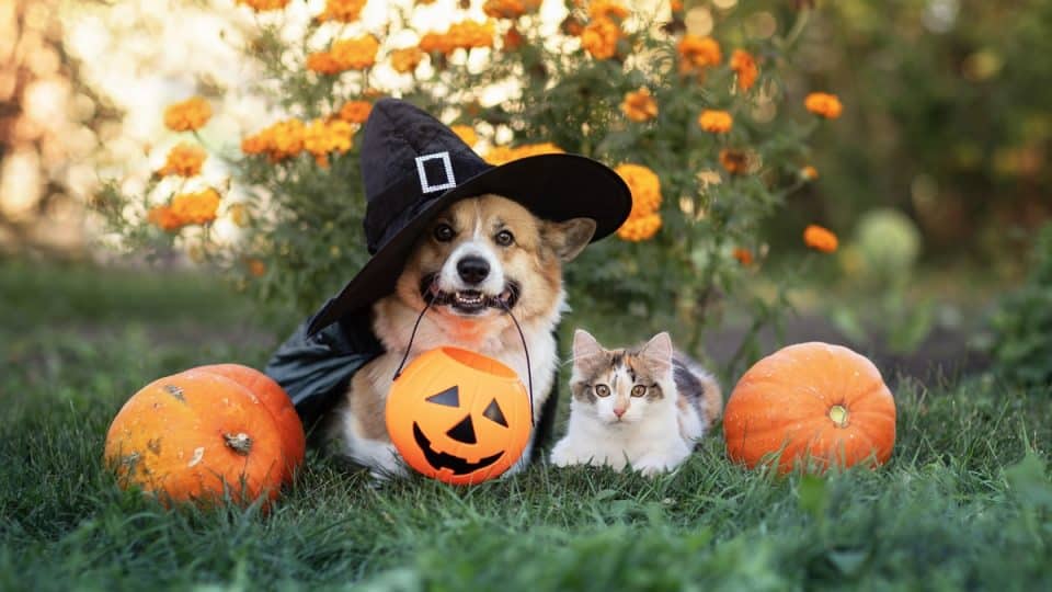 Corgi dog in halloween costume and kitten sitting in yard surrounded by orange pumpkins
