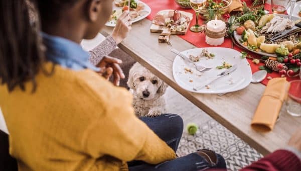 Puppy waits for scraps under the holiday table
