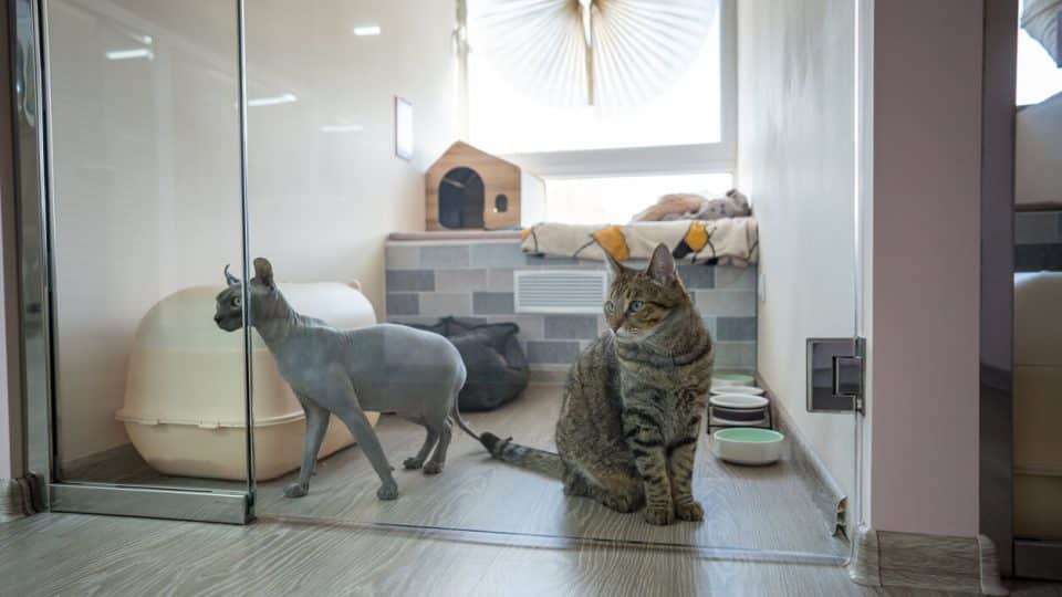 Two cats at pet hotel