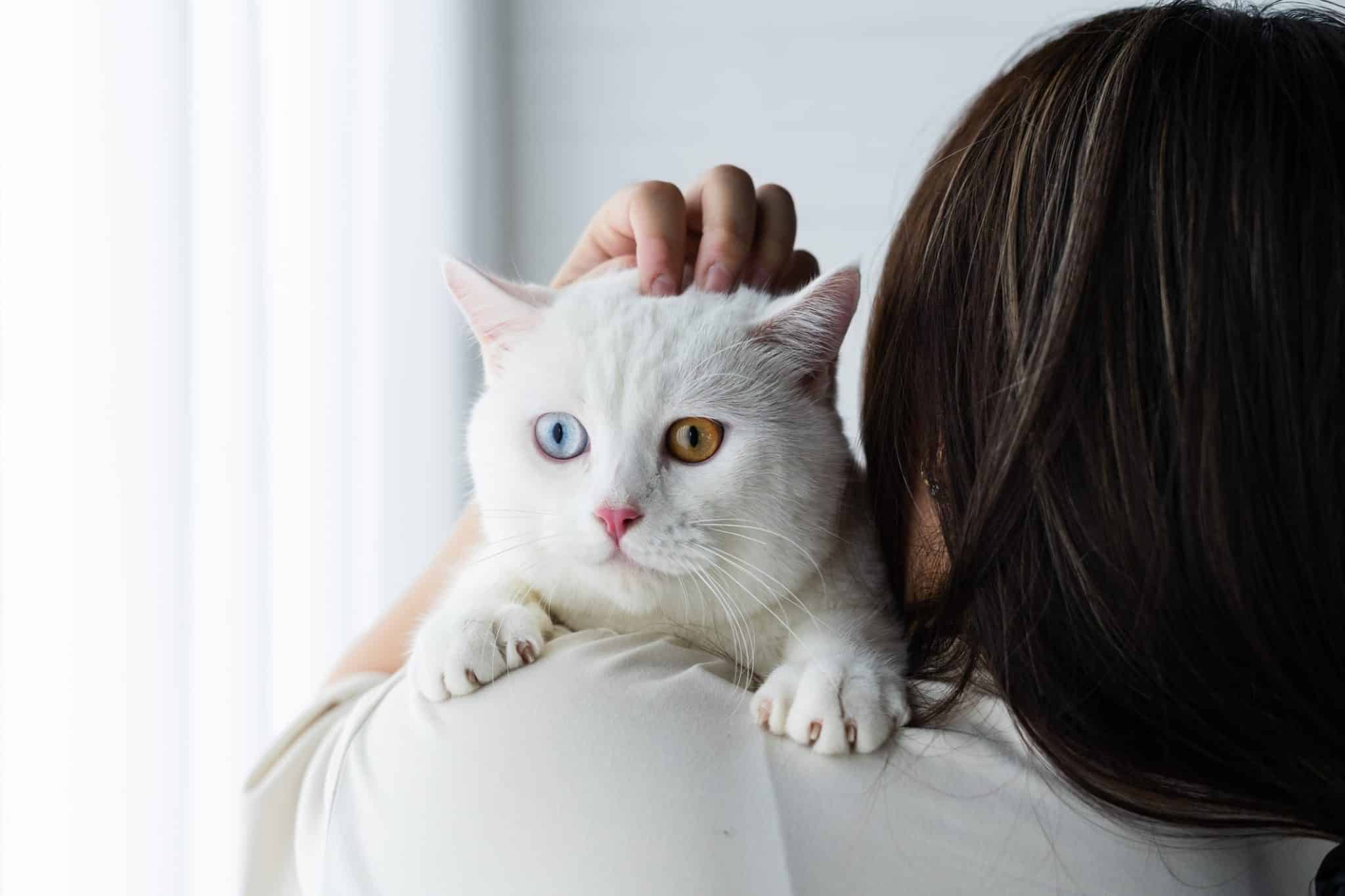 10 datos curiosos sobre los gatos blancos que quizá no sabías