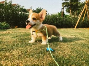 Corgi puppy on leash sitting in grass