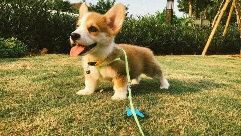 Corgi puppy on leash sitting in grass