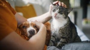 Man sitting on sofa with happy cat and dog