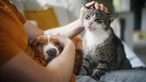 Man sitting on sofa with happy cat and dog