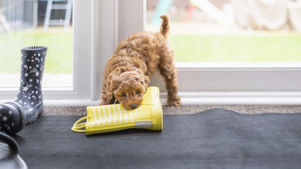 Puppy chewing rain boot