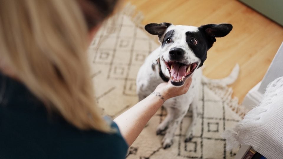 Dog greeting new person