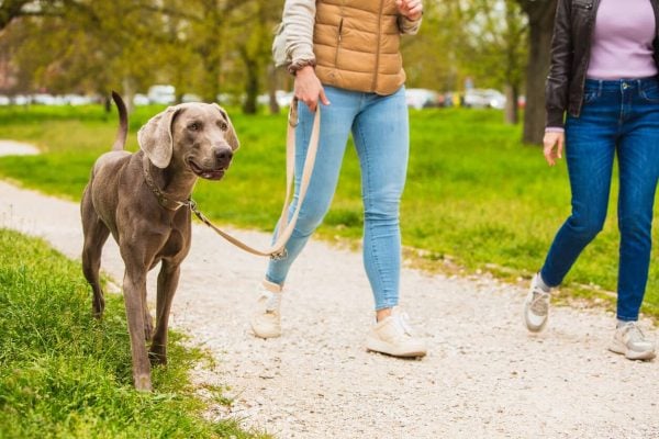 10 Pet Sitter Red Flags to Look Out For