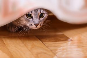Cat hiding under bed