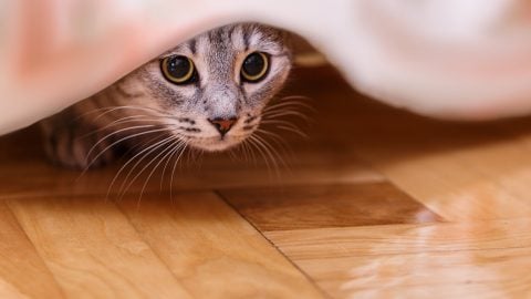 Cat hiding under bed