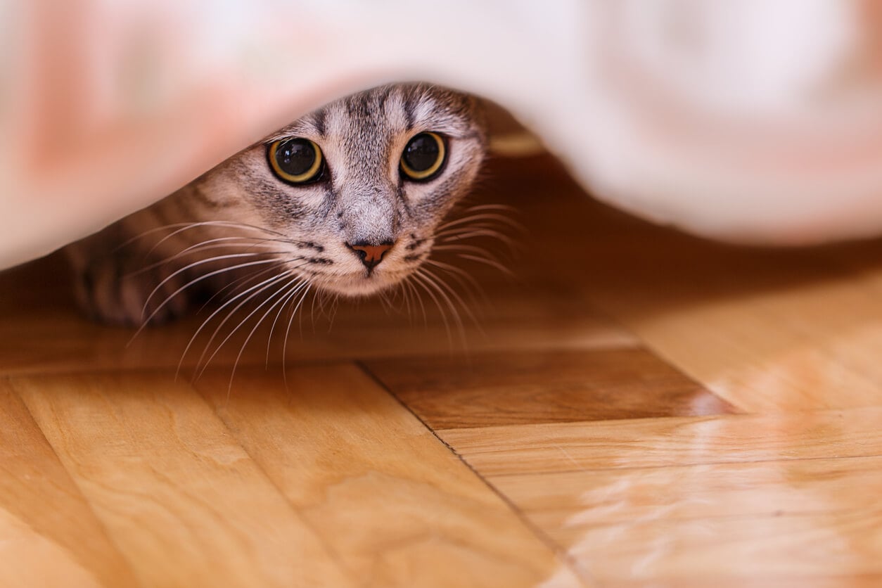 Finding the Right Pet Sitter for Your Nervous Feline