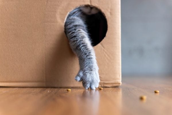 Cat hiding in box reaching for treats