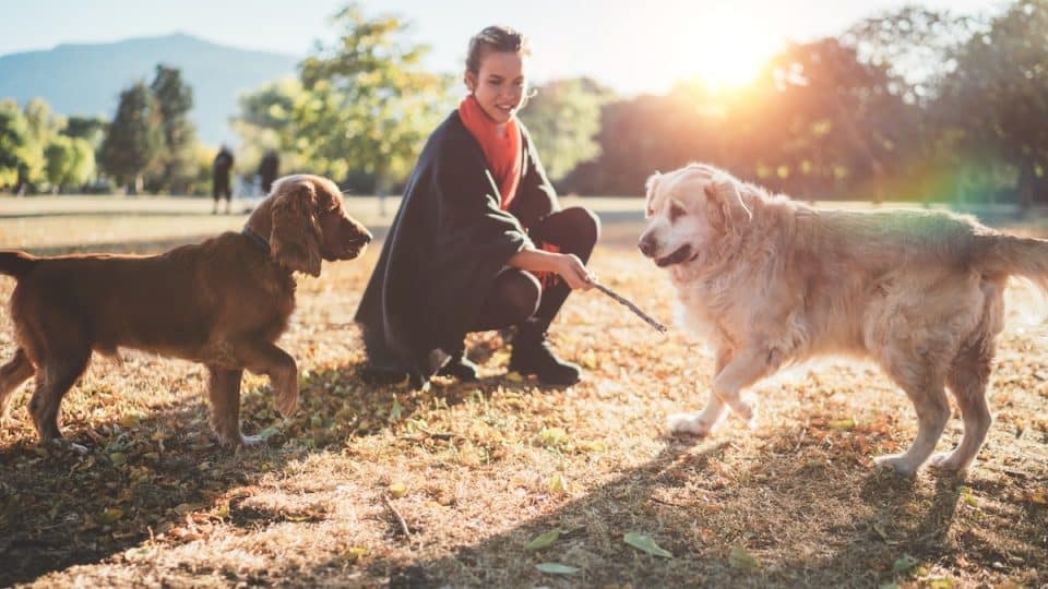 Woman introducing two dogs at the dog park