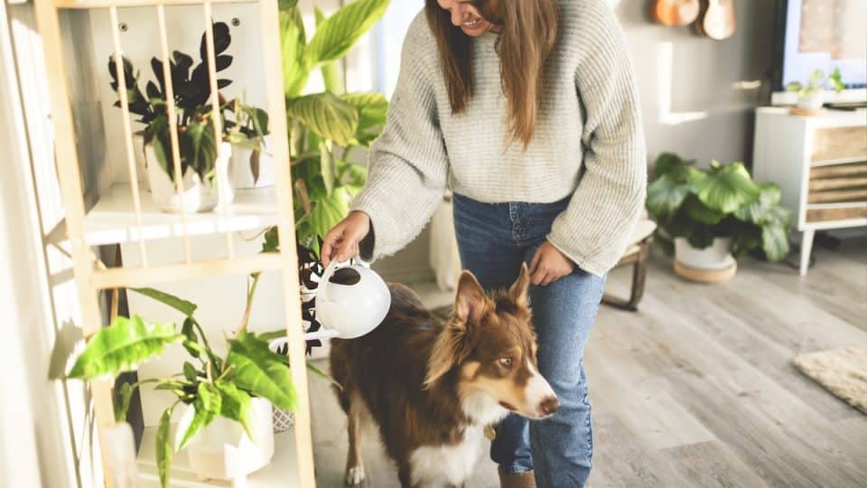 A woman with cute fluffy Australian Shepherd dog at home in living room watering plant
