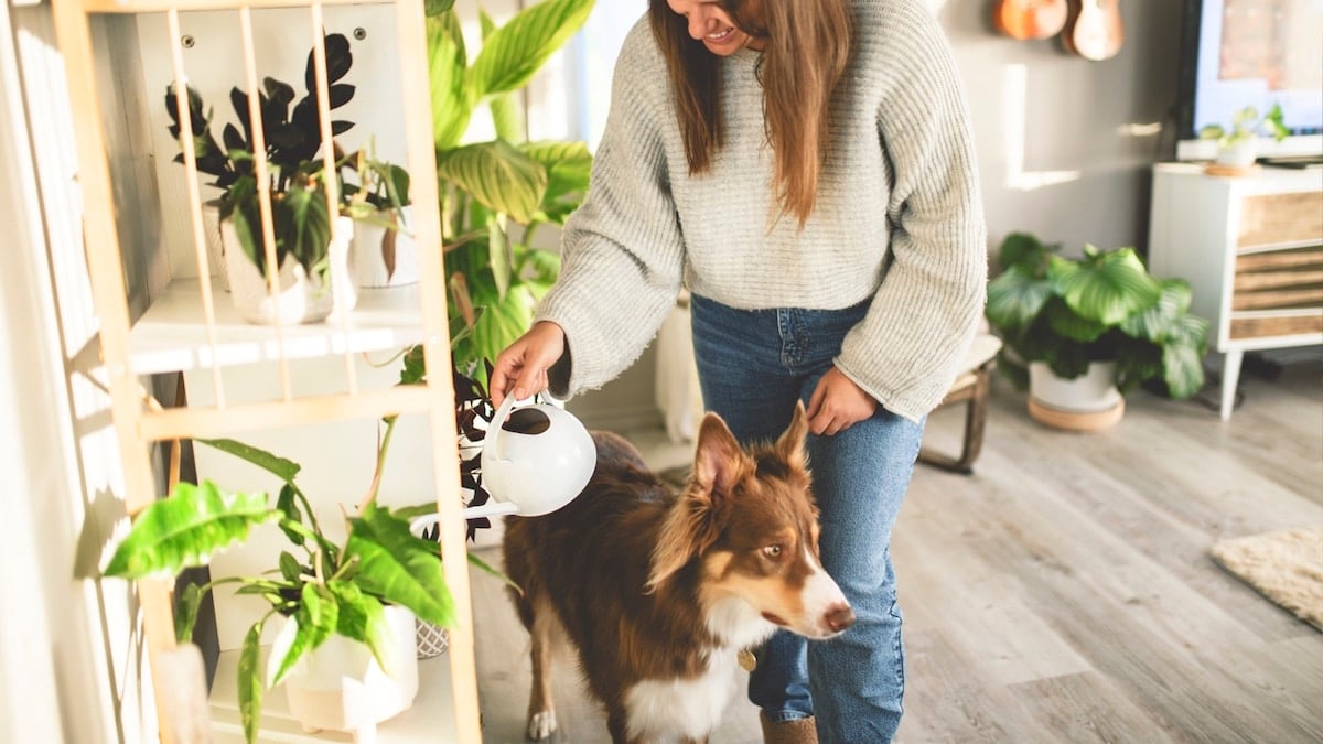 pet-sitting-versus-house-sitting-pros-and-cons