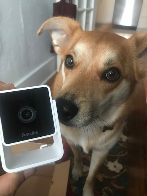 dog sniffs small pet cam