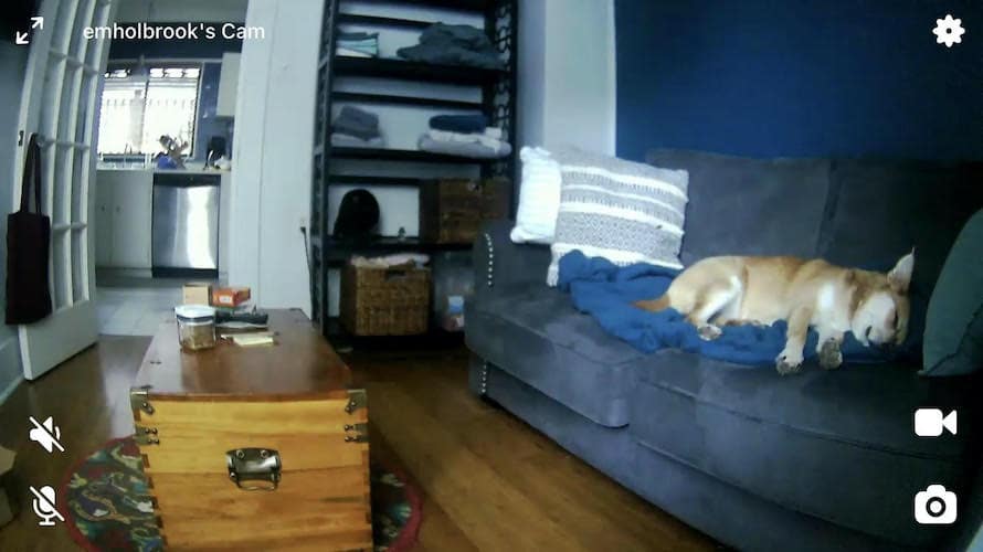 Live stream view from the Petcube Cam