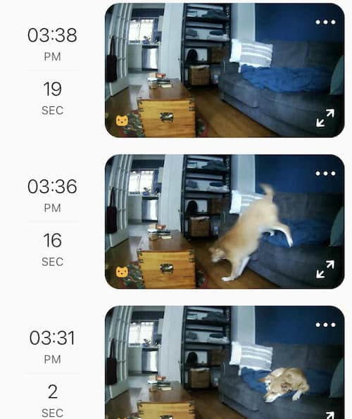 View of Petcube Cam's timeline feature