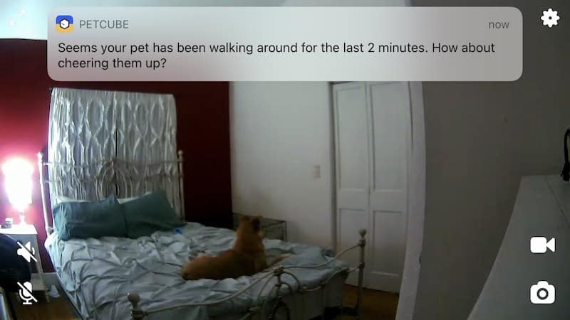 Petcube Cam's smart alert and live streaming view