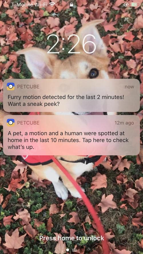 Lockscreen view of the Petcube Cam's smart alerts