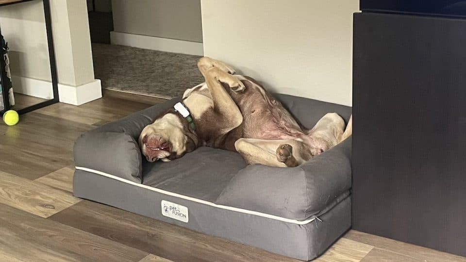 Dog lays upside down in PetFusion bed
