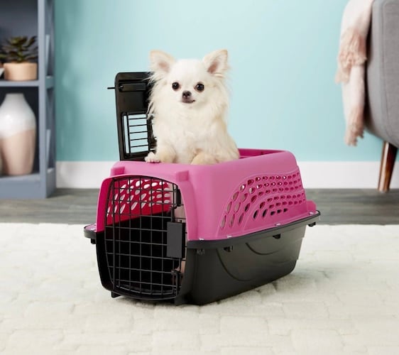 Small white dog in Petmate Two-Door Dog Kennel