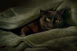 Black cat cuddled in blankets in the dark