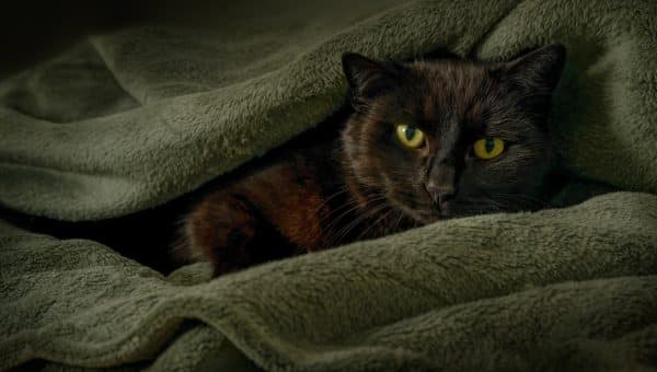 Black cat cuddled in blankets in the dark