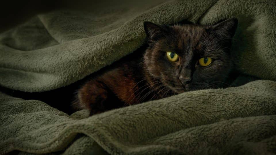 Black cat cuddled in blankets in the dark