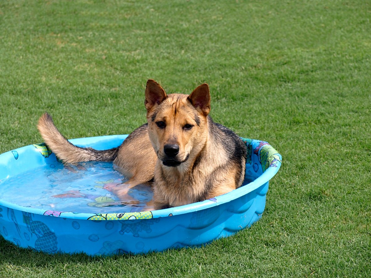 German Shepherd mixed breed sitting in wading pool