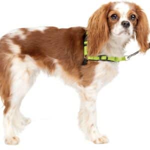 PetSafe Easy Walk Deluxe Harness