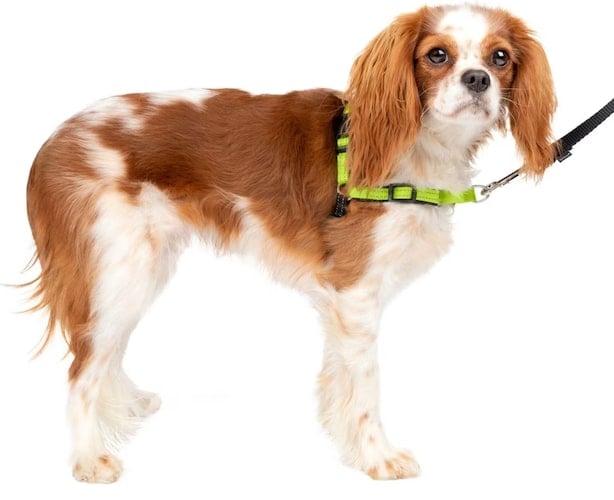 PetSafe Easy Walk Deluxe Harness