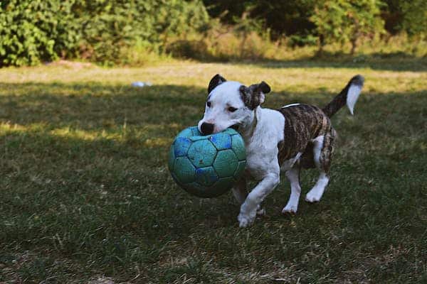 Dog running with ball in mouth