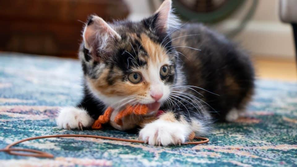 Kitten with pica eating and chewing on string