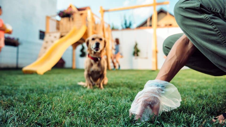 Owner picking up dog poop with mucus in it outside