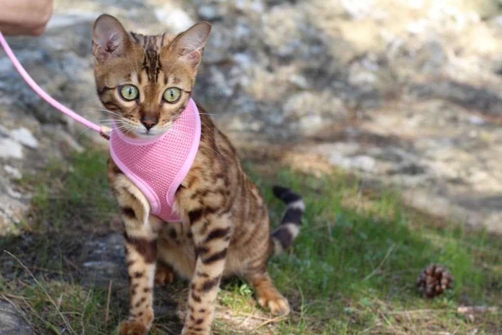 A cute kitten in a bright pink harness