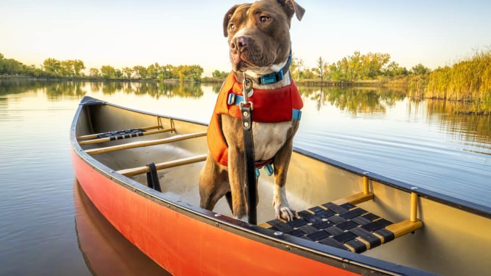 pit bull dog in a life jacket in a red canoe on a calm lake in Colorado in fall scenery, recreation with your pet concept