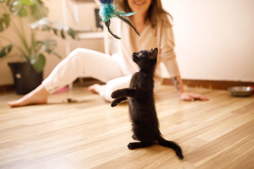 A woman playing with her black kitten to make them sleepy