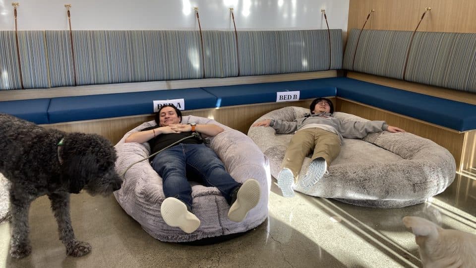 Two people lay in human-sized dog beds while a dog looks on