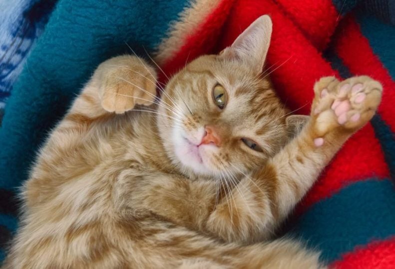 Ginger polydactyl cat with paw stretched out
