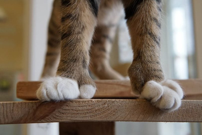 Paws of polydactyl cat gripping shelf